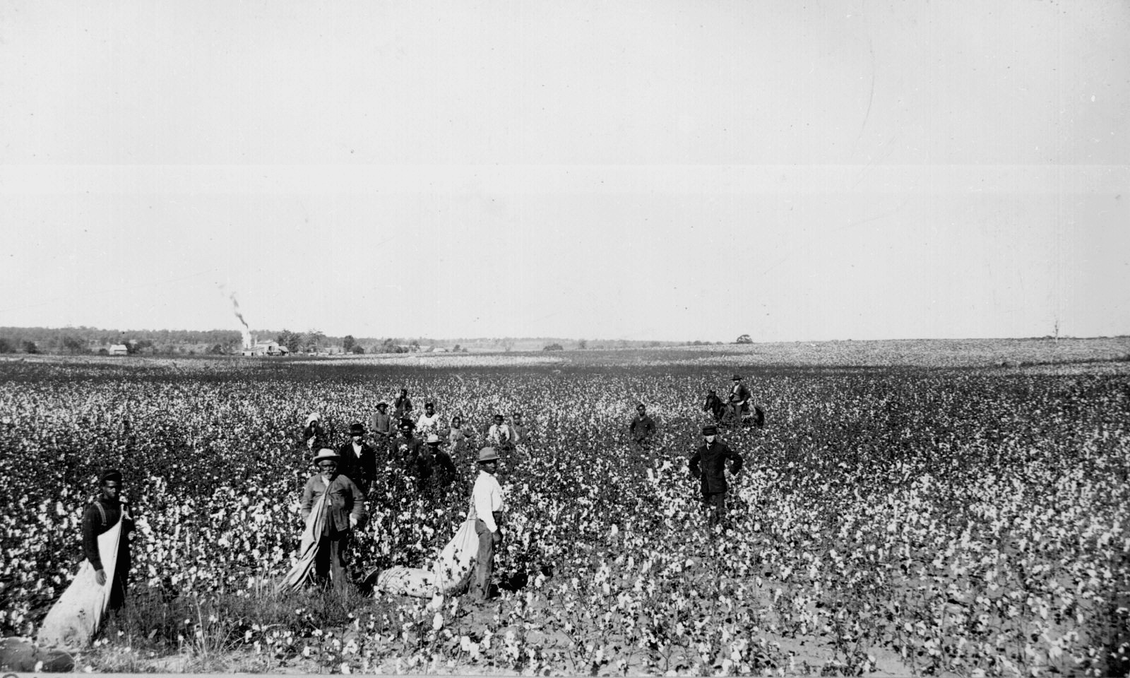 Cotton_field